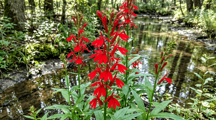 Cardinal Flower